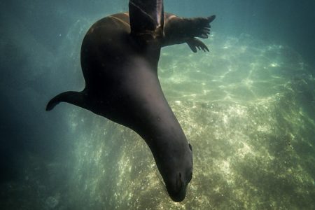 Snorkeling with the Sea Lion