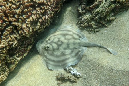 Sting Ray while scuba diving