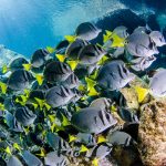 (prionurus punctatus) yellowtail surgeonfish. reefs of the sea o