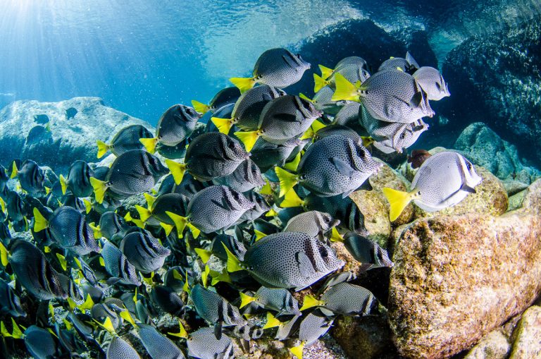 (prionurus punctatus) yellowtail surgeonfish. reefs of the sea o