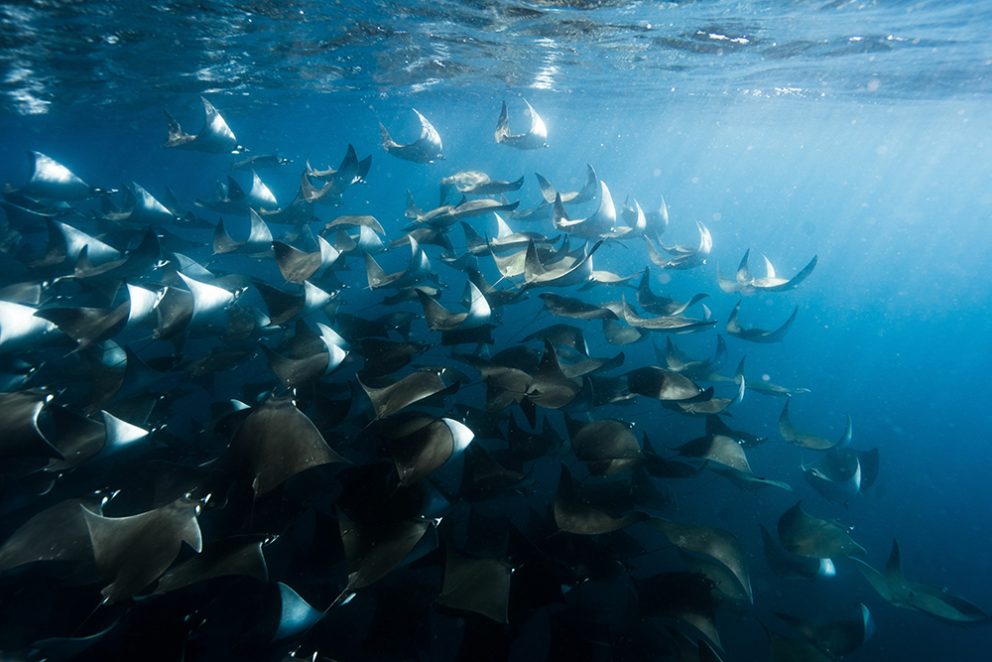 Swim with Mobula in Baja California Mexico