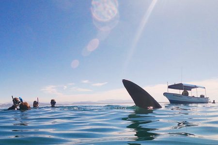 Swim with whale shark