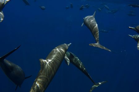 Landing : Wild Dolphins Cerralvo Island