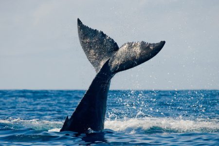 Tail slapping by Humpback whale