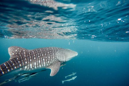 todos santos cerritos whaleshark la paz