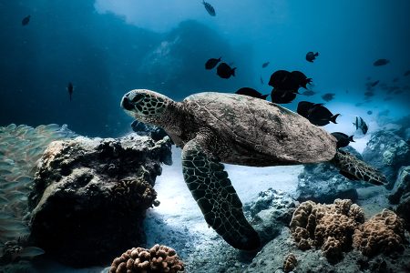 Turtle swimming underwater in Baja California