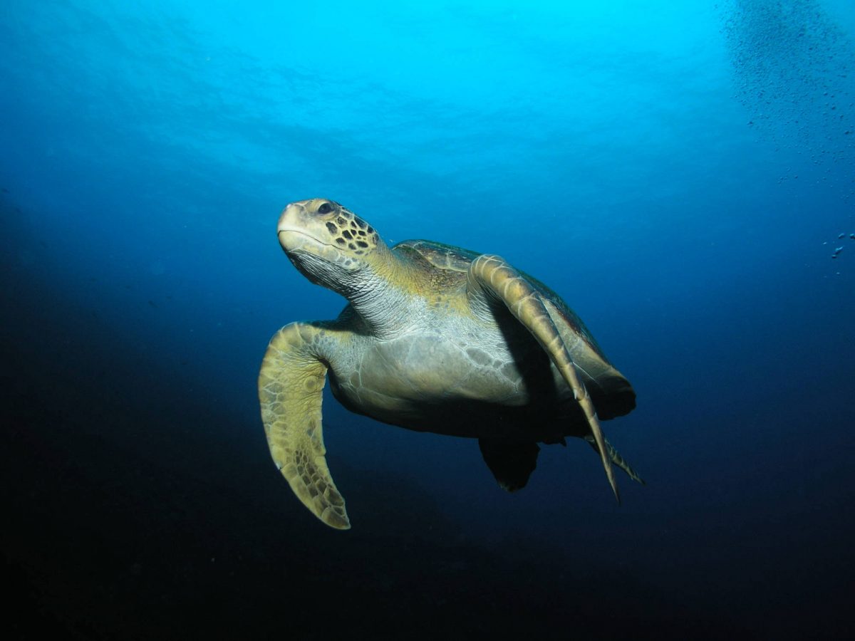 Scuba Diving in Jacques Cousteau Island (Isla Cerralvo) in Mexico