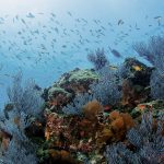 coral reef scenics of the sea of cortez, baja california sur, me