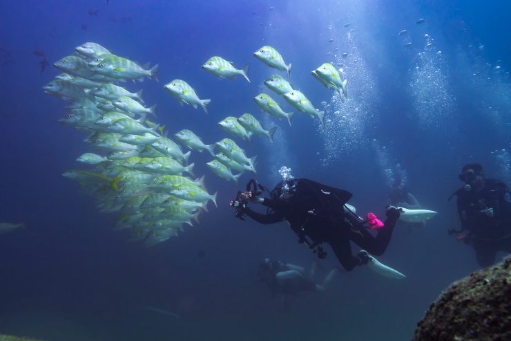 underwater photographer in cabo san lucas