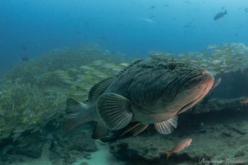 Private Snorkeling tours in Cabo Pulmo