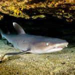 whitetip reef shark (triaenodon obesus). Reefs in Cabo San Lucas, Sea of Cortez , Mexico