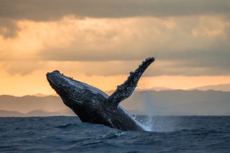 Whale jumping out of water during sunset in Cabo