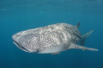 La Paz Whale Shark Snorkel Tour