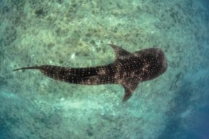 Whale Shark (Rhincodon Typus) in La Paz Mexico