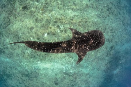 The Whale Shark of La Paz – Get to Know the Gentle Giant