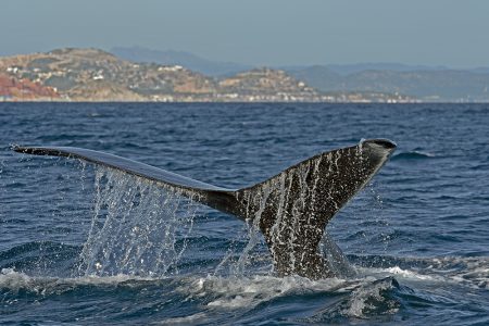 whale tail in cabo