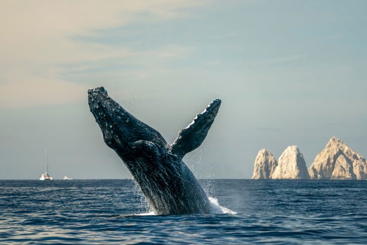 Whale watching in Cabo San Lucas