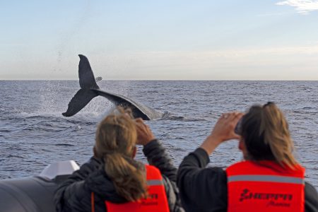 Whale watching tours