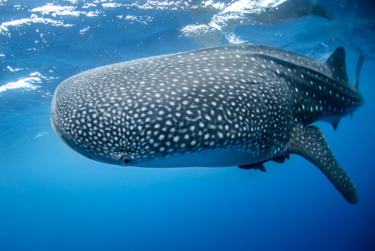 Swim with Whale Shark