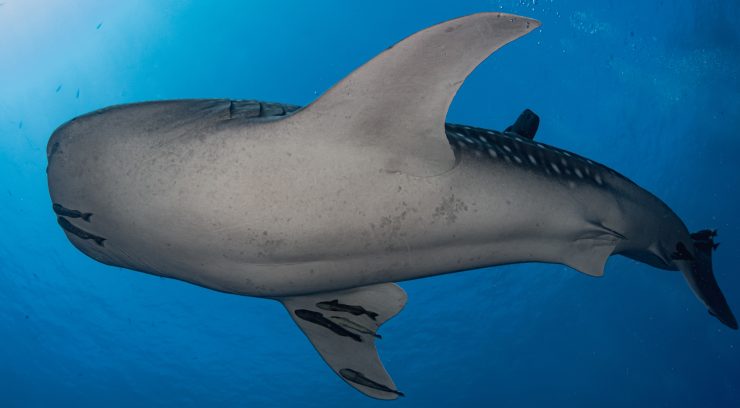 whaleshark in la paz mexico