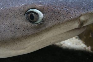 White tip reef shark